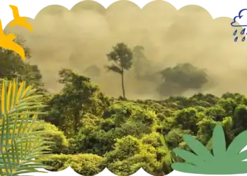 101 Rainforest Trivia Questions To Take You From the Forest Floor Into The Canopy