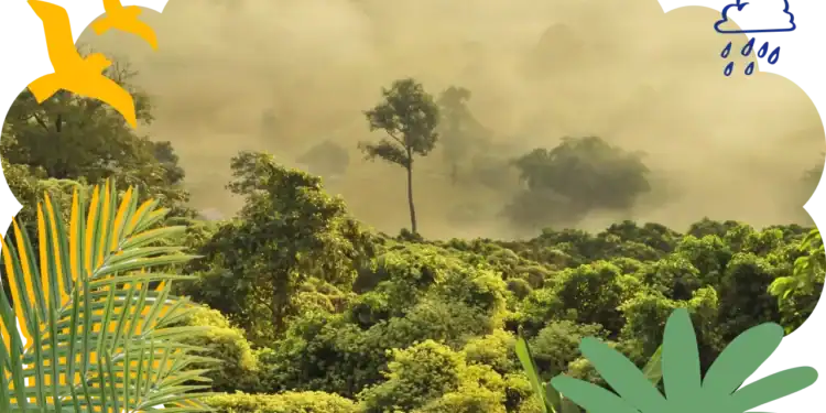 101 Rainforest Trivia Questions To Take You From the Forest Floor Into The Canopy