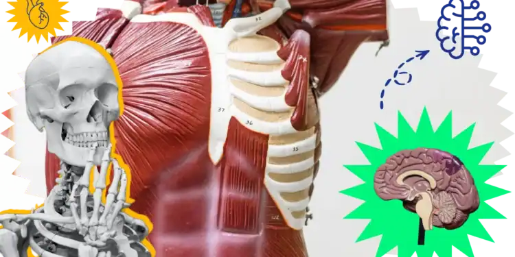 101 Anatomy Trivia Questions to Test Your Brain About Your Body