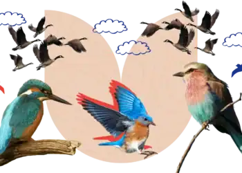 101 Bird Trivia Questions To Test Your Birder Knowledge