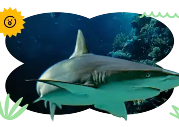 24 Shark Trivia Questions to Sink Your Teeth Into