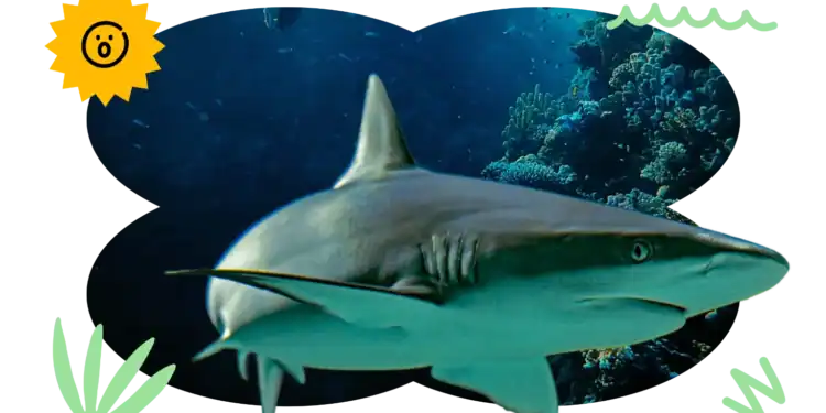 24 Shark Trivia Questions to Sink Your Teeth Into