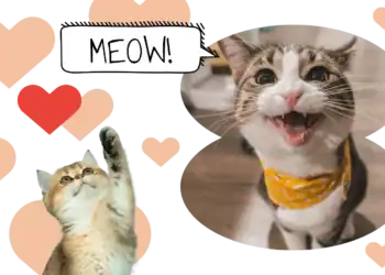 21 Cat Trivia Questions That Will Test Your Feline Knowledge