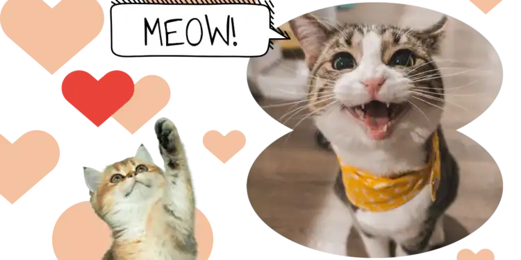 21 Cat Trivia Questions That Will Test Your Feline Knowledge