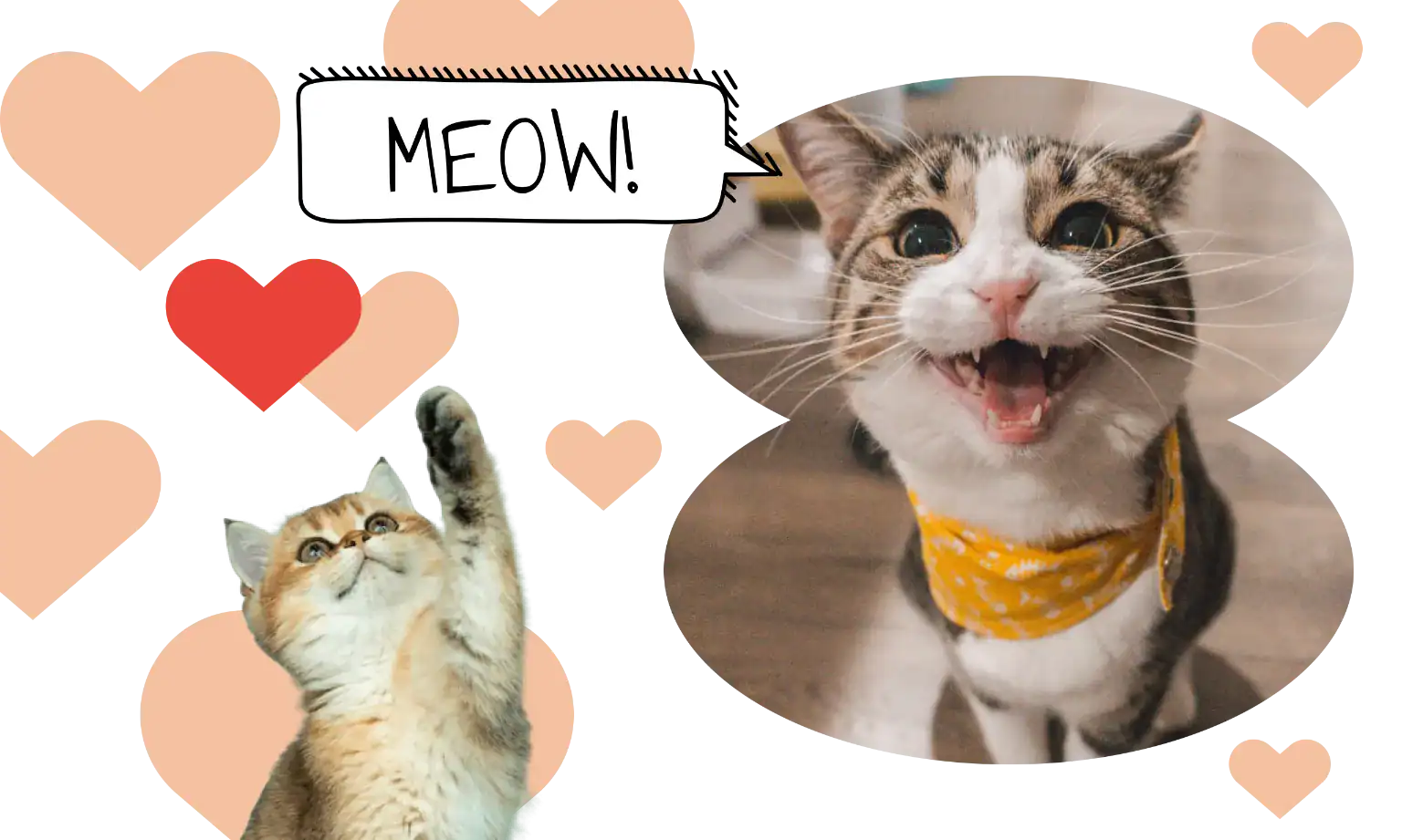 21 Cat Trivia Questions That Will Test Your Feline Knowledge