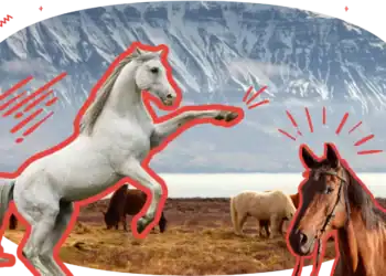 21 Horse Trivia Questions For The True Hippophile