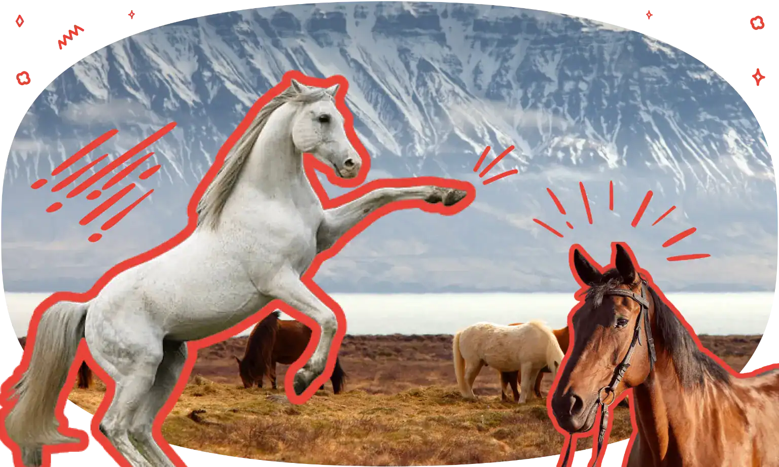 21 Horse Trivia Questions For The True Hippophile