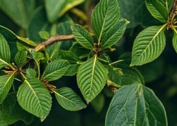 Image titled 6312 featuredImage at TriviaWhizz.com